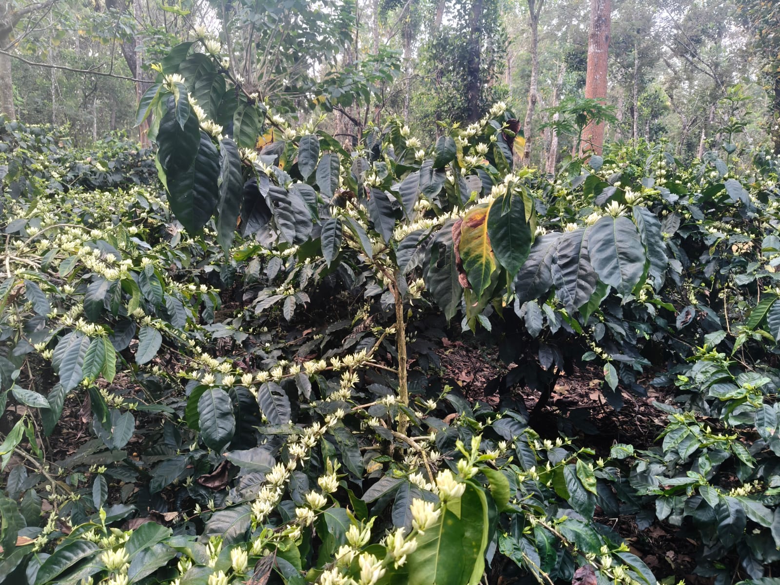 Lush coffee-growing hills in the Western Ghats