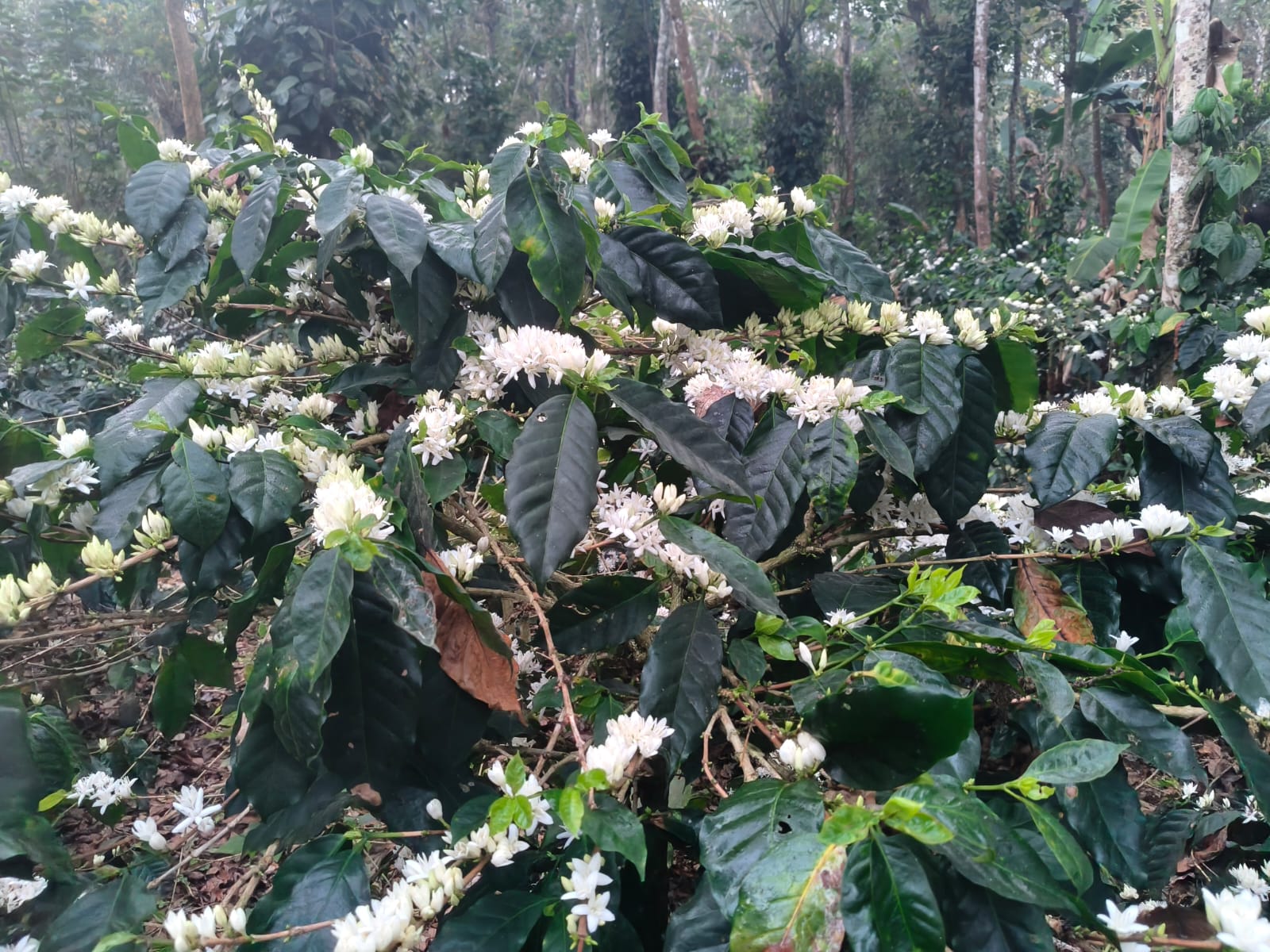 Lush coffee-growing hills in the Western Ghats