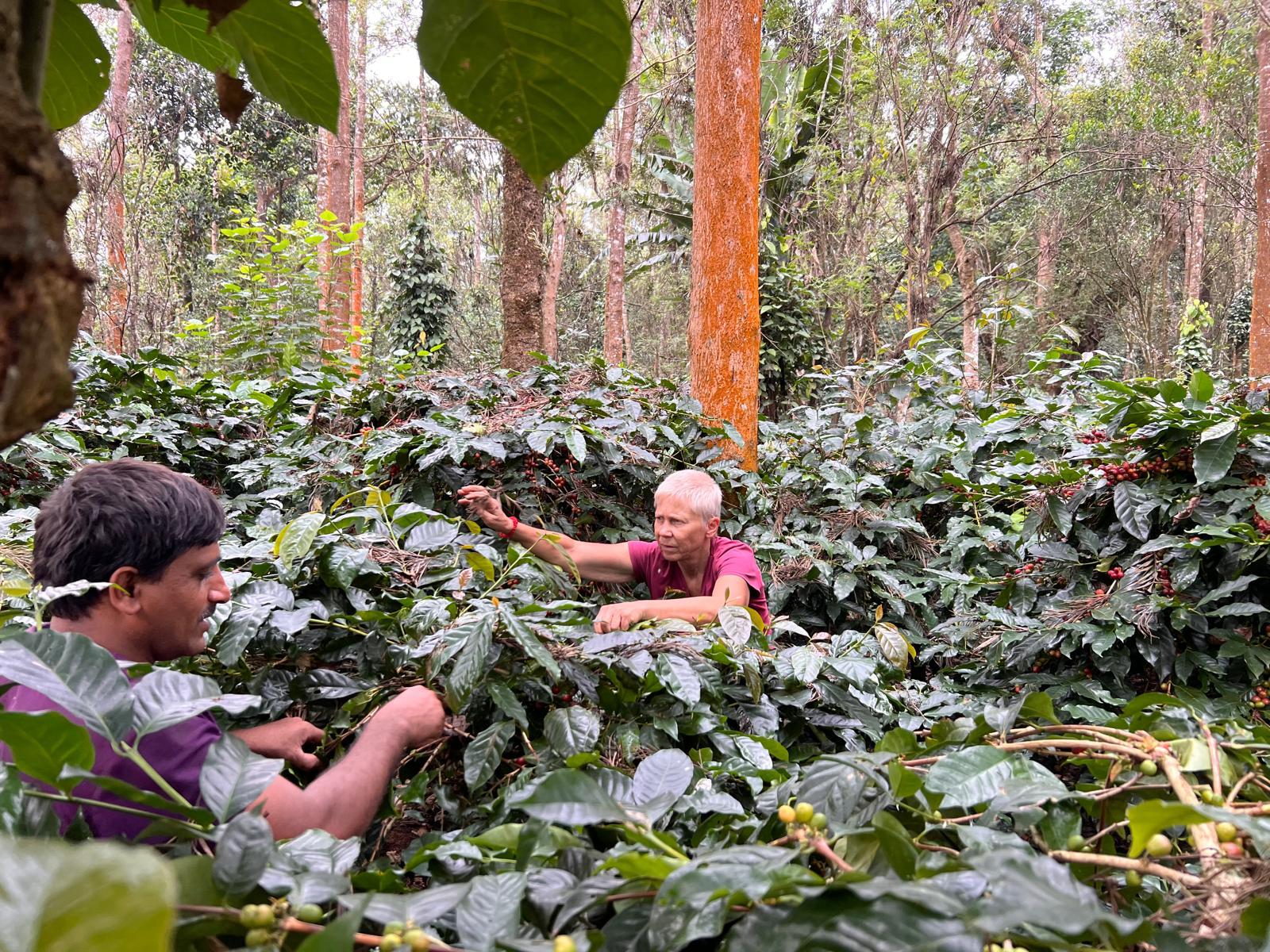 Lush coffee-growing hills in the Western Ghats